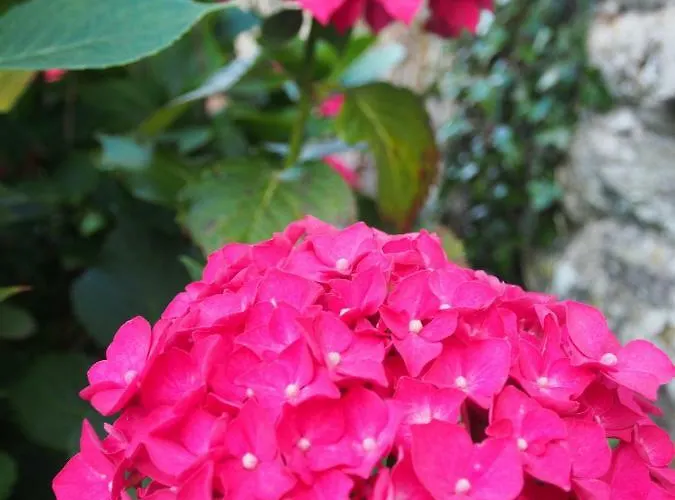 Couette-café Prieure St Pierre De La Luthumiere Brix